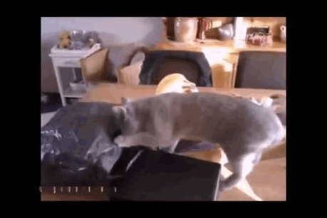 Acid Gifdump, October 24, 2016 (25 gifs)