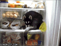 Acid Gifdump, October 24, 2016 (25 gifs)