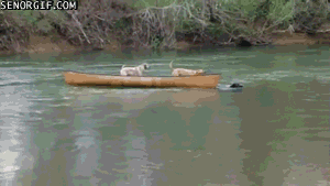 Acid Gifdump, October 24, 2016 (25 gifs)