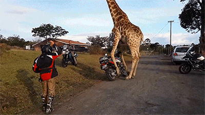 Acid Gifdump, October 24, 2016 (25 gifs)