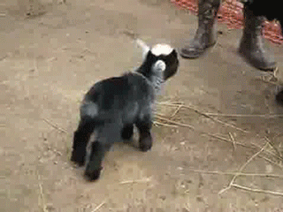 Acid Gifdump, October 24, 2016 (25 gifs)