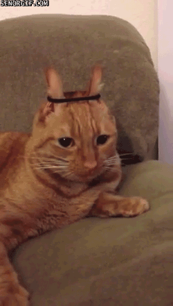 Acid Gifdump, October 24, 2016 (25 gifs)