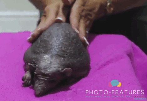Hedgehog With No Spikes Regularly Gets Massages (7 pics)