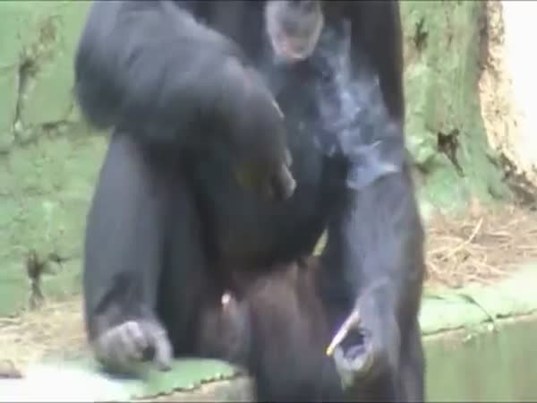 Azalea The Smoking Chimpanzee