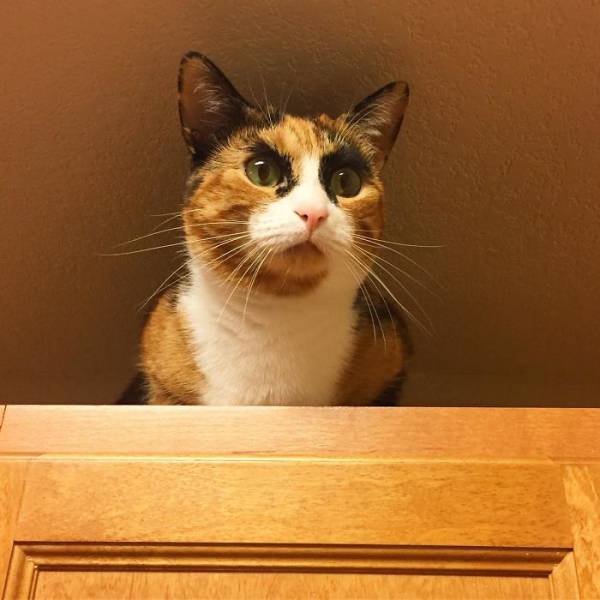 This Cat Never Stops Judging People (9 pics)