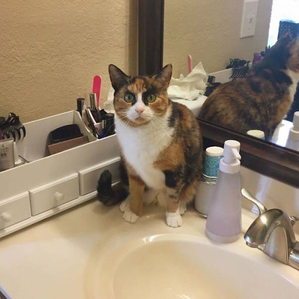 This Cat Never Stops Judging People (9 pics)