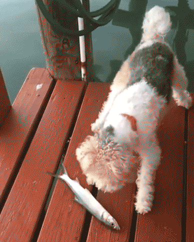 Acid Gifdump, October 26, 2016 (25 gifs)