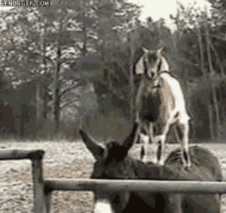 Acid Gifdump, October 26, 2016 (25 gifs)