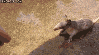 Acid Gifdump, October 26, 2016 (25 gifs)