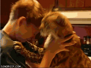 Acid Gifdump, October 26, 2016 (25 gifs)