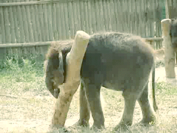 Acid Gifdump, October 26, 2016 (25 gifs)