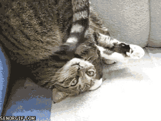 Acid Gifdump, October 26, 2016 (25 gifs)