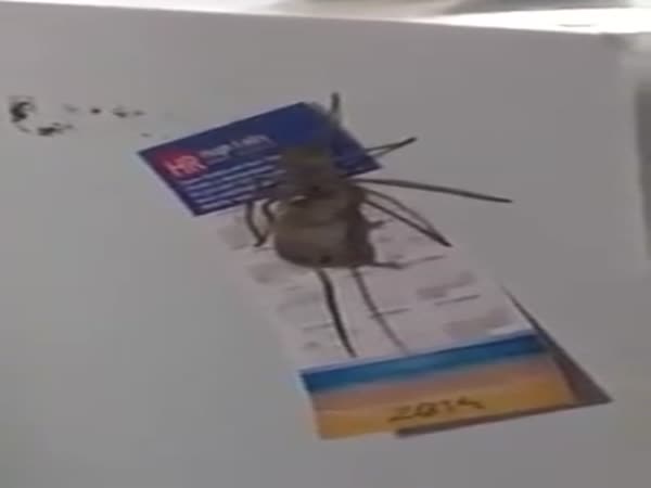 Huntsman Spider Trying To Eat A Mouse
