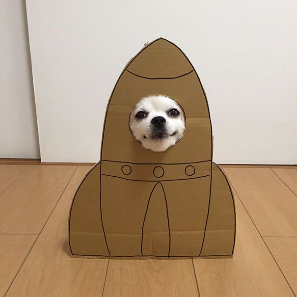 Japanese Woman Uses Her Dog To Create Hilarious Cardbord Cutouts (25 pics)