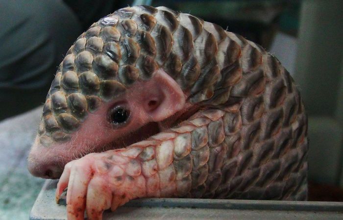 Baby Pangolins Are Undeniably Cute (30 pics)