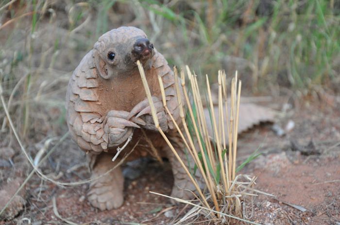 Baby Pangolins Are Undeniably Cute (30 pics)