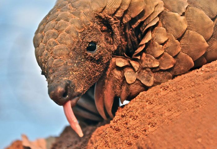 Baby Pangolins Are Undeniably Cute (30 pics)