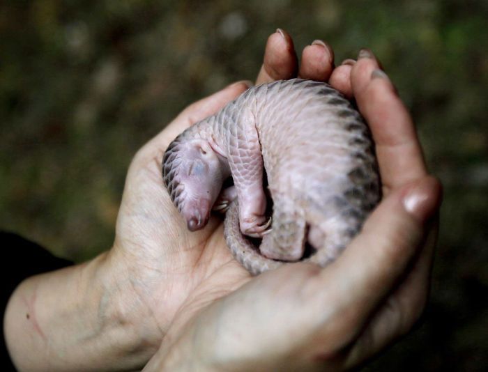 Baby Pangolins Are Undeniably Cute (30 pics)