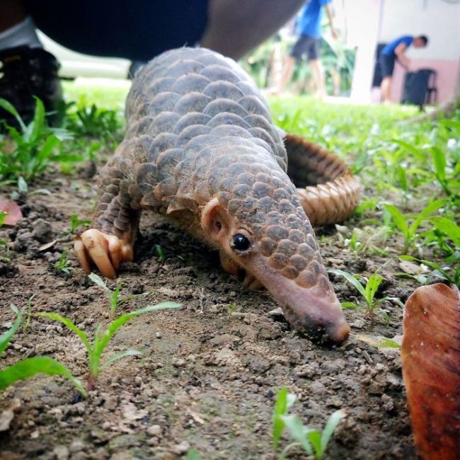 Baby Pangolins Are Undeniably Cute (30 pics)