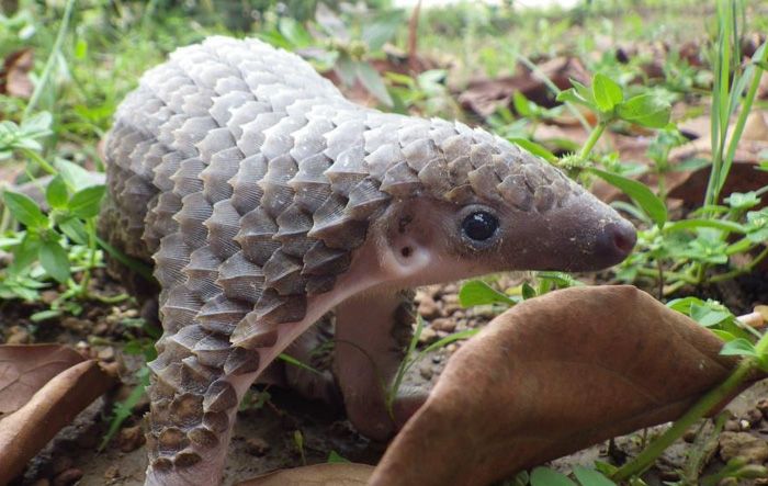 Baby Pangolins Are Undeniably Cute (30 pics)