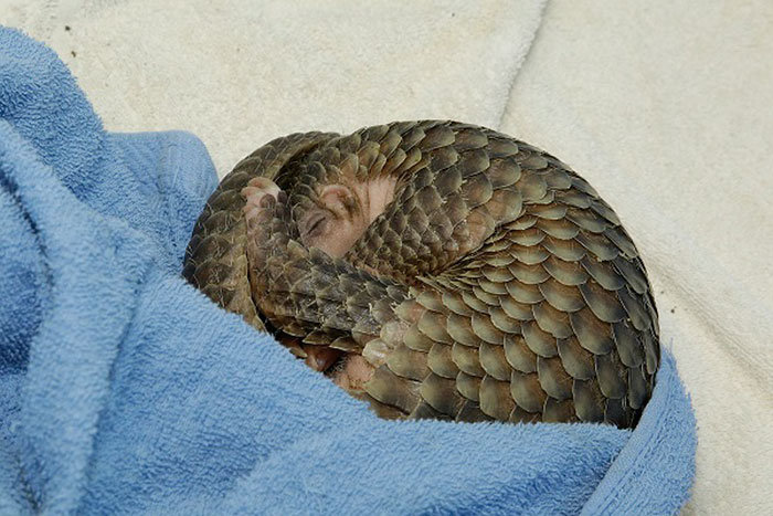 Baby Pangolins Are Undeniably Cute (30 pics)