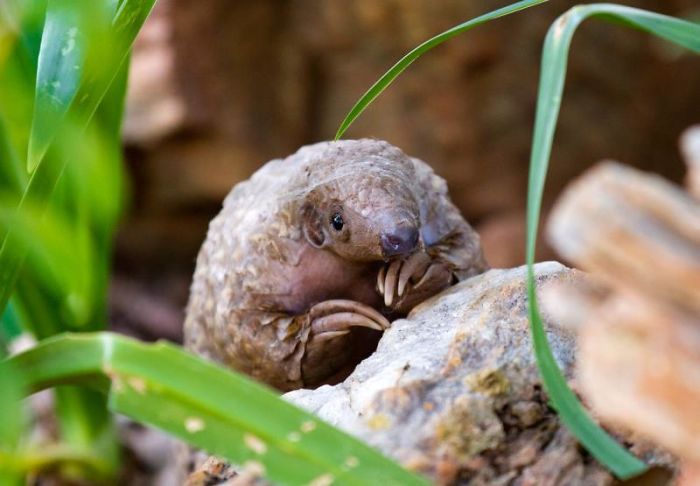 Baby Pangolins Are Undeniably Cute (30 pics)