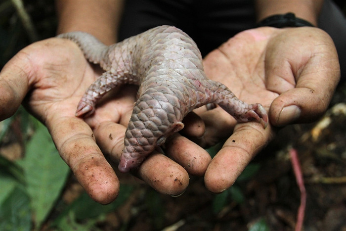 Baby Pangolins Are Undeniably Cute (30 pics)