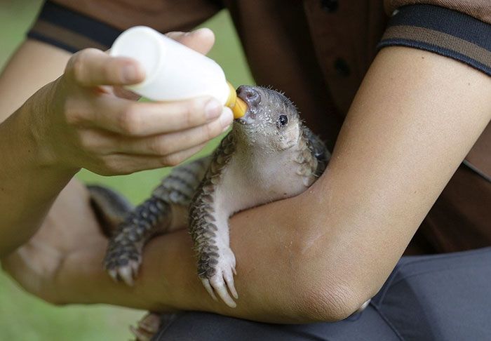 Baby Pangolins Are Undeniably Cute (30 pics)