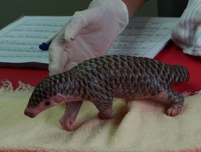 Baby Pangolins Are Undeniably Cute (30 pics)