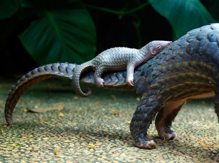 Baby Pangolins Are Undeniably Cute (30 pics)
