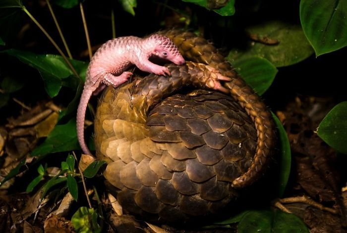 Baby Pangolins Are Undeniably Cute (30 pics)
