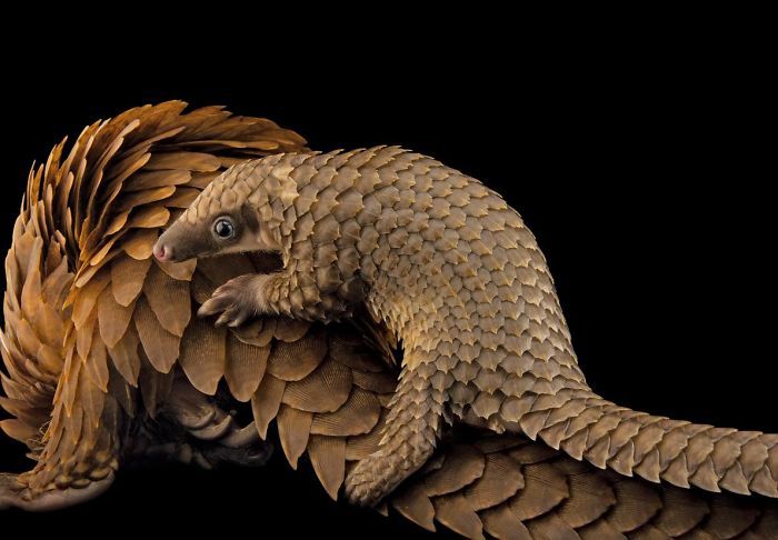 Baby Pangolins Are Undeniably Cute (30 pics)
