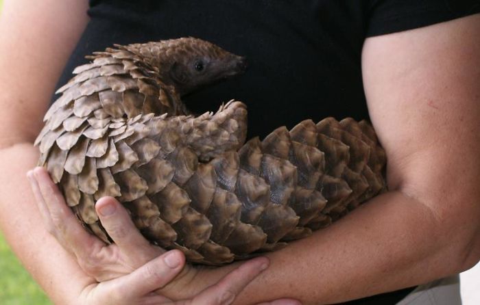 Baby Pangolins Are Undeniably Cute (30 pics)