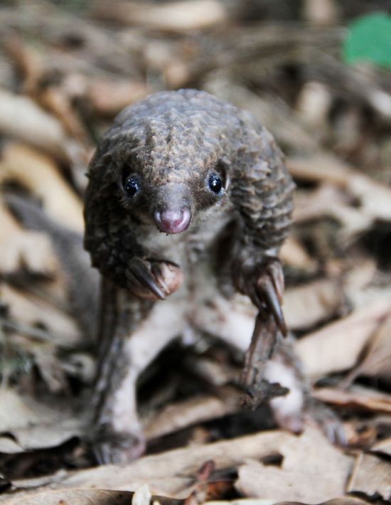 Baby Pangolins Are Undeniably Cute (30 pics)