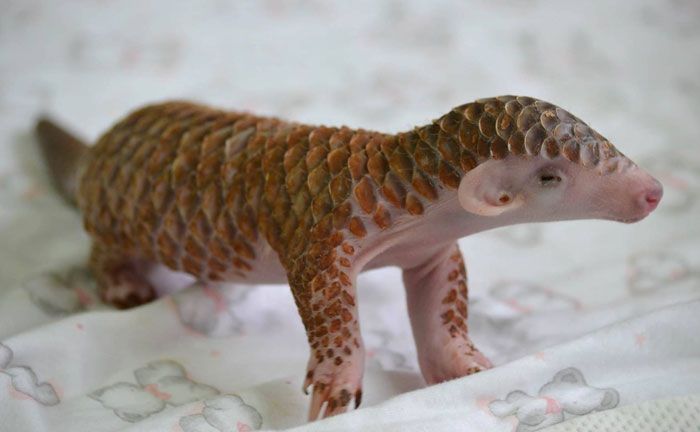 cuddly pangolin