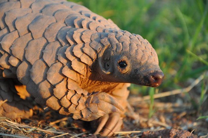 Baby Pangolins Are Undeniably Cute (30 pics)