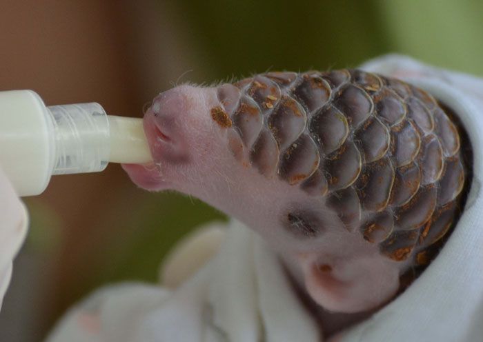 Baby Pangolins Are Undeniably Cute (30 pics)