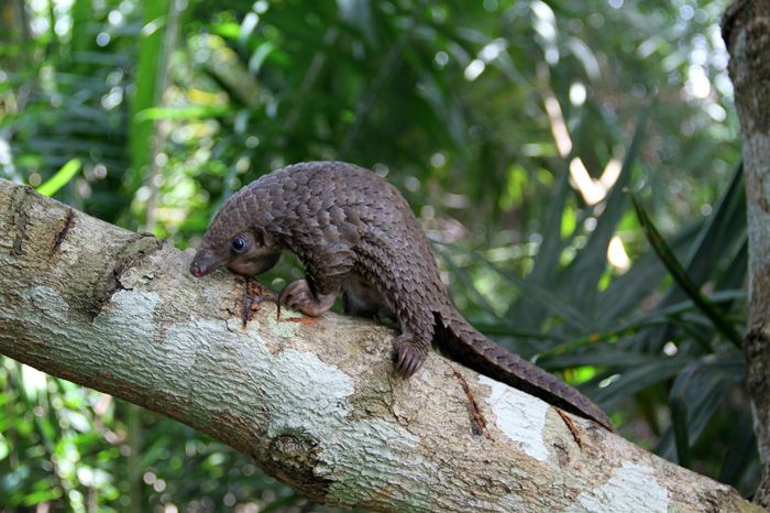 Baby Pangolins Are Undeniably Cute (30 pics)