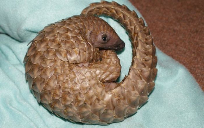 Baby Pangolins Are Undeniably Cute (30 pics)