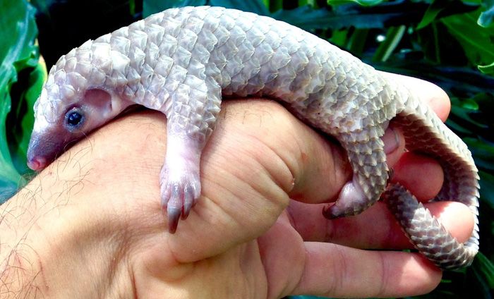 Baby Pangolins Are Undeniably Cute (30 pics)