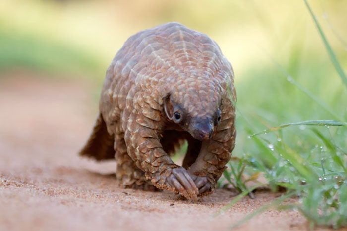 Baby Pangolins Are Undeniably Cute (30 pics)