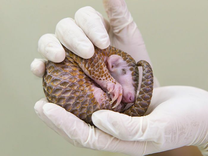 Baby Pangolins Are Undeniably Cute (30 pics)