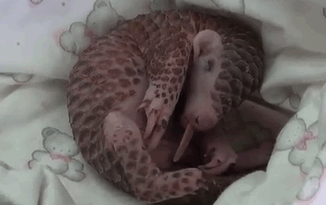 Baby Pangolins Are Undeniably Cute (30 pics)