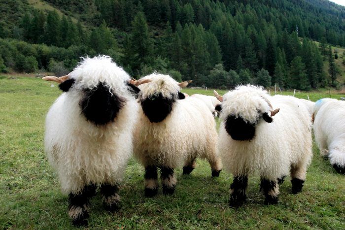 People Can’t Figure Out If These Sheep Are Cute Or Creepy (13 pics)