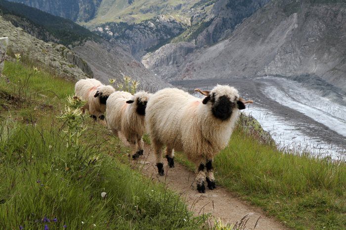 People Can’t Figure Out If These Sheep Are Cute Or Creepy (13 pics)