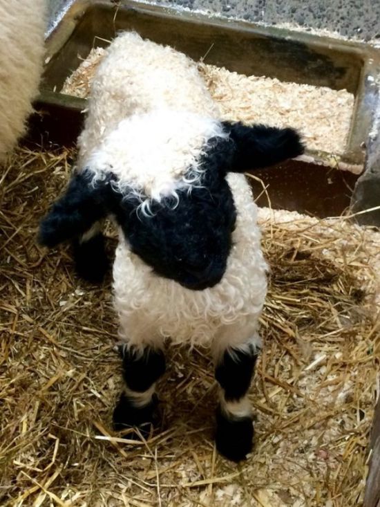 People Can’t Figure Out If These Sheep Are Cute Or Creepy (13 pics)