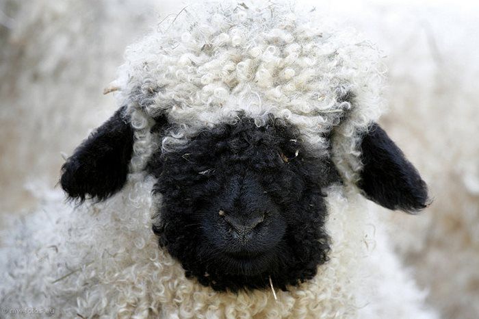 People Can’t Figure Out If These Sheep Are Cute Or Creepy (13 pics)