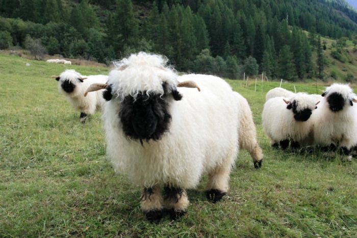People Can’t Figure Out If These Sheep Are Cute Or Creepy (13 pics)