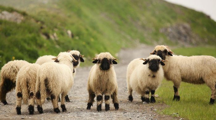 People Can’t Figure Out If These Sheep Are Cute Or Creepy (13 pics)