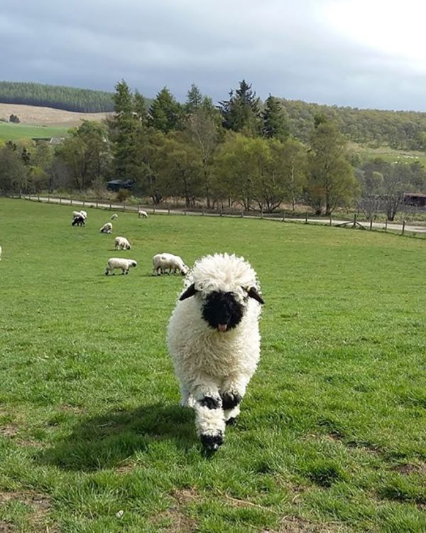 People Can’t Figure Out If These Sheep Are Cute Or Creepy (13 pics)